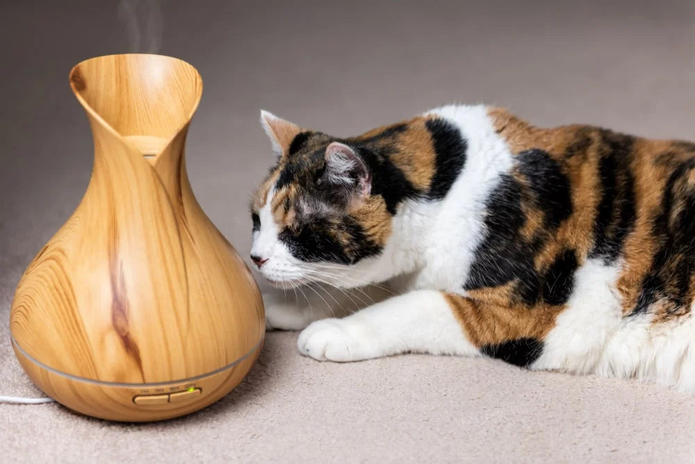 Cat Sniffing Smelling Wooden Bamboo