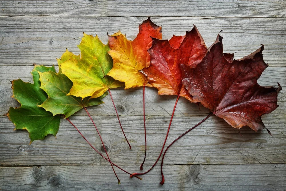 Changing Leaves Diffuser Blend