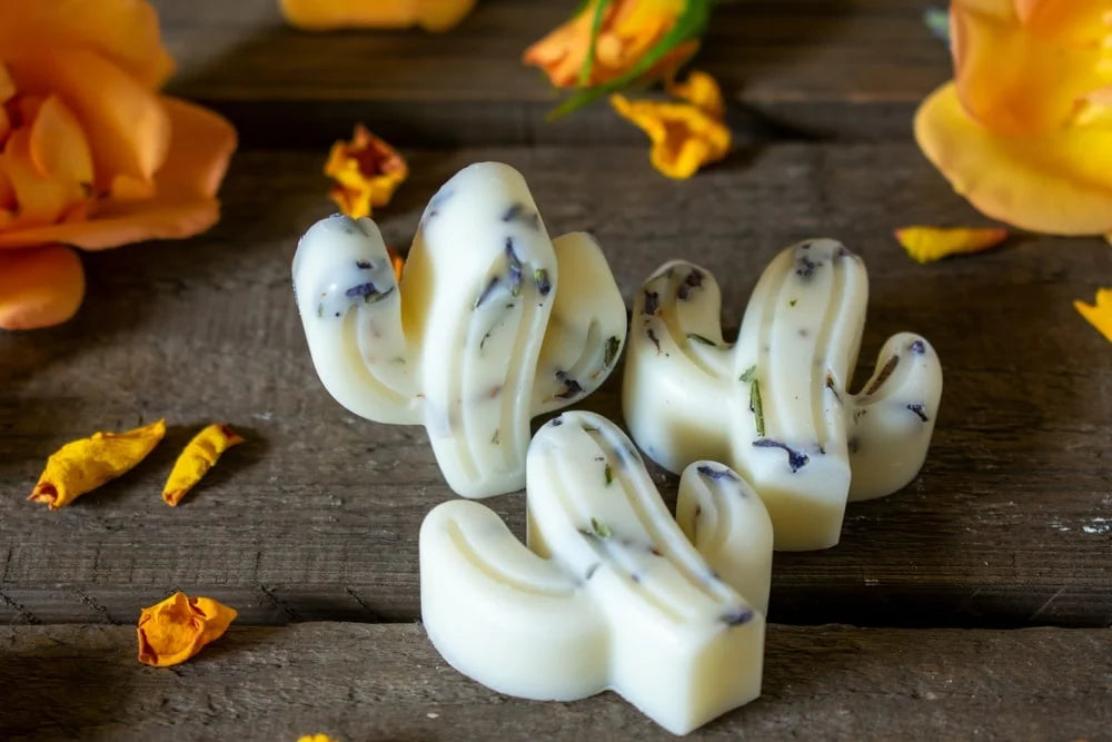 Fragrance melts made rapeseed wax