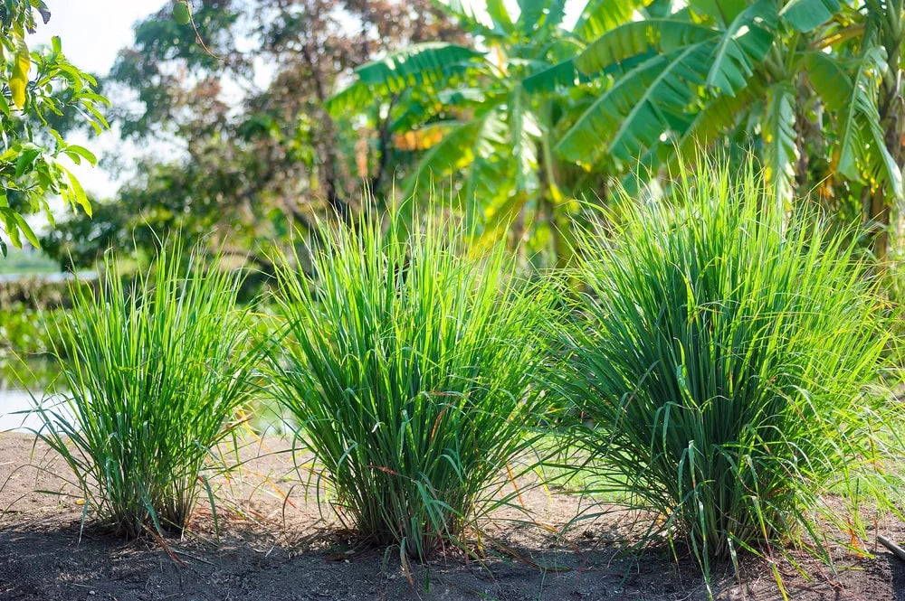 lemon grass tree