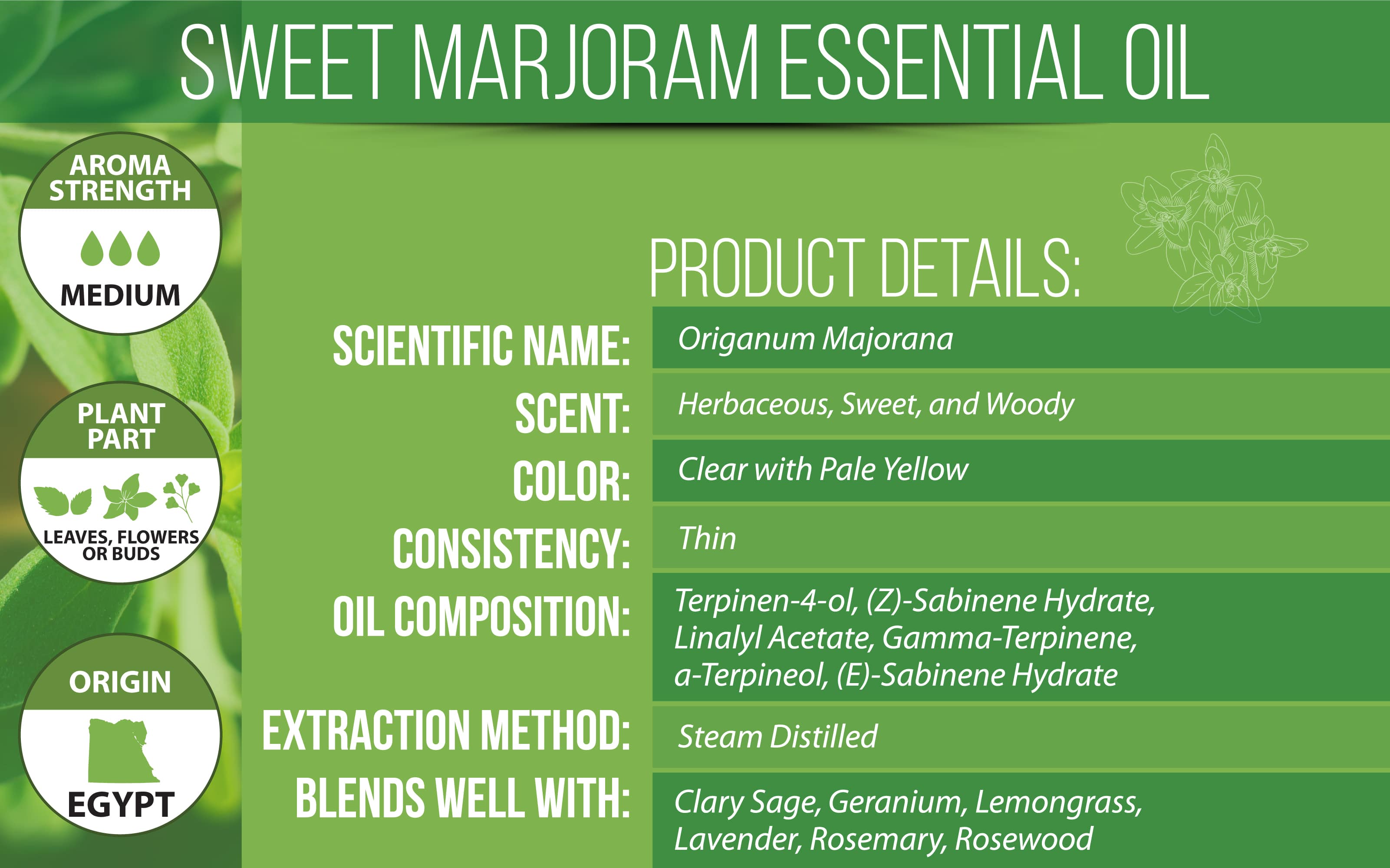 marjoram essential oil details