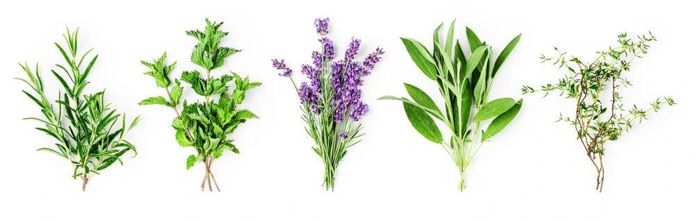 Our Favorite Herb Essential Oils For Cooking and Baking