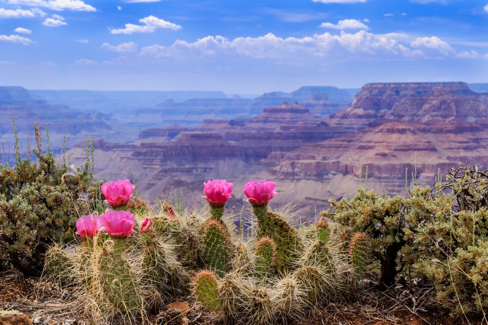 Prickly pear cactus blooms