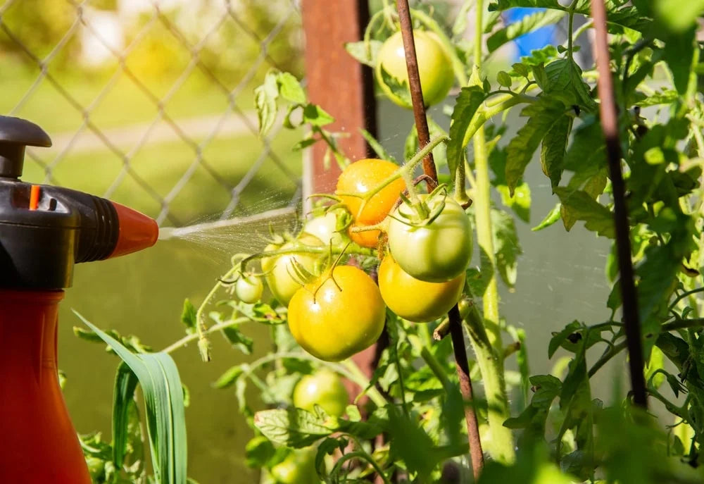 Spraying green tomatoes