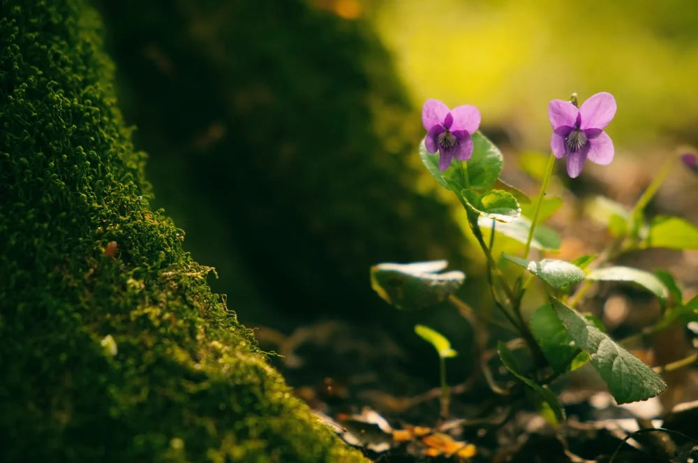 violet on spring forest