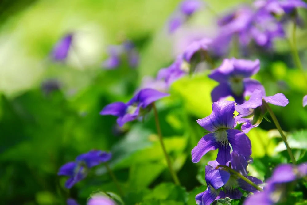 violets-blooming