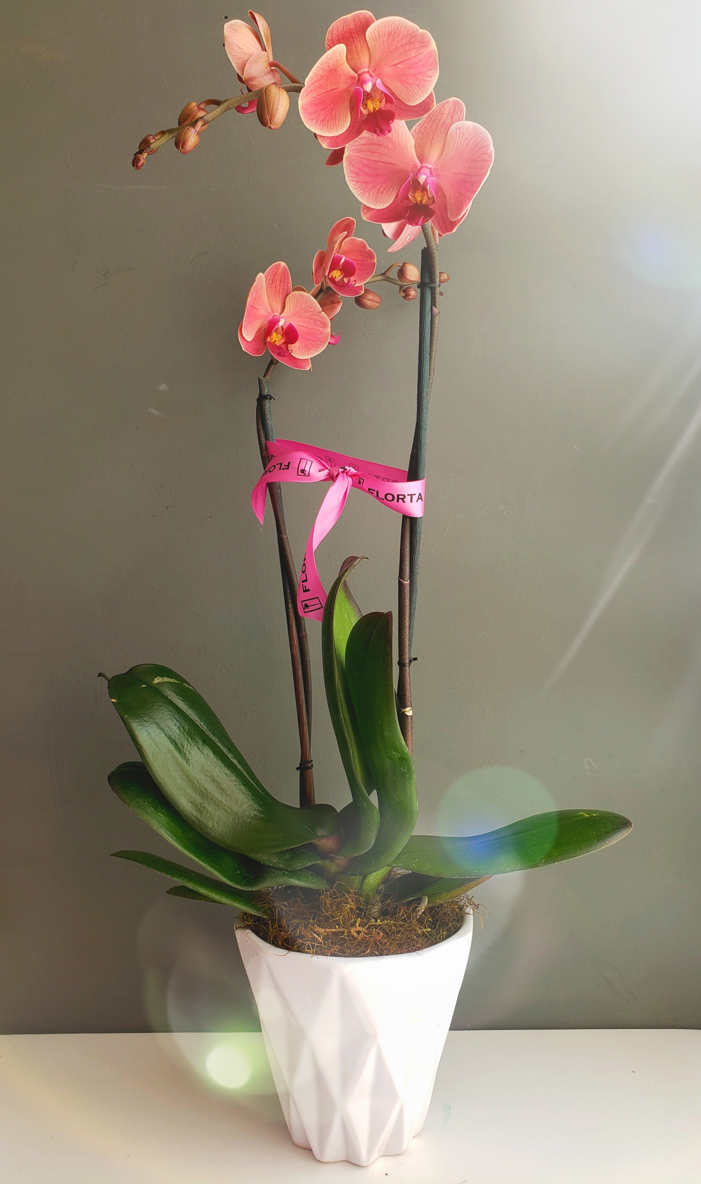 Orquídea Rosada – florta.mx