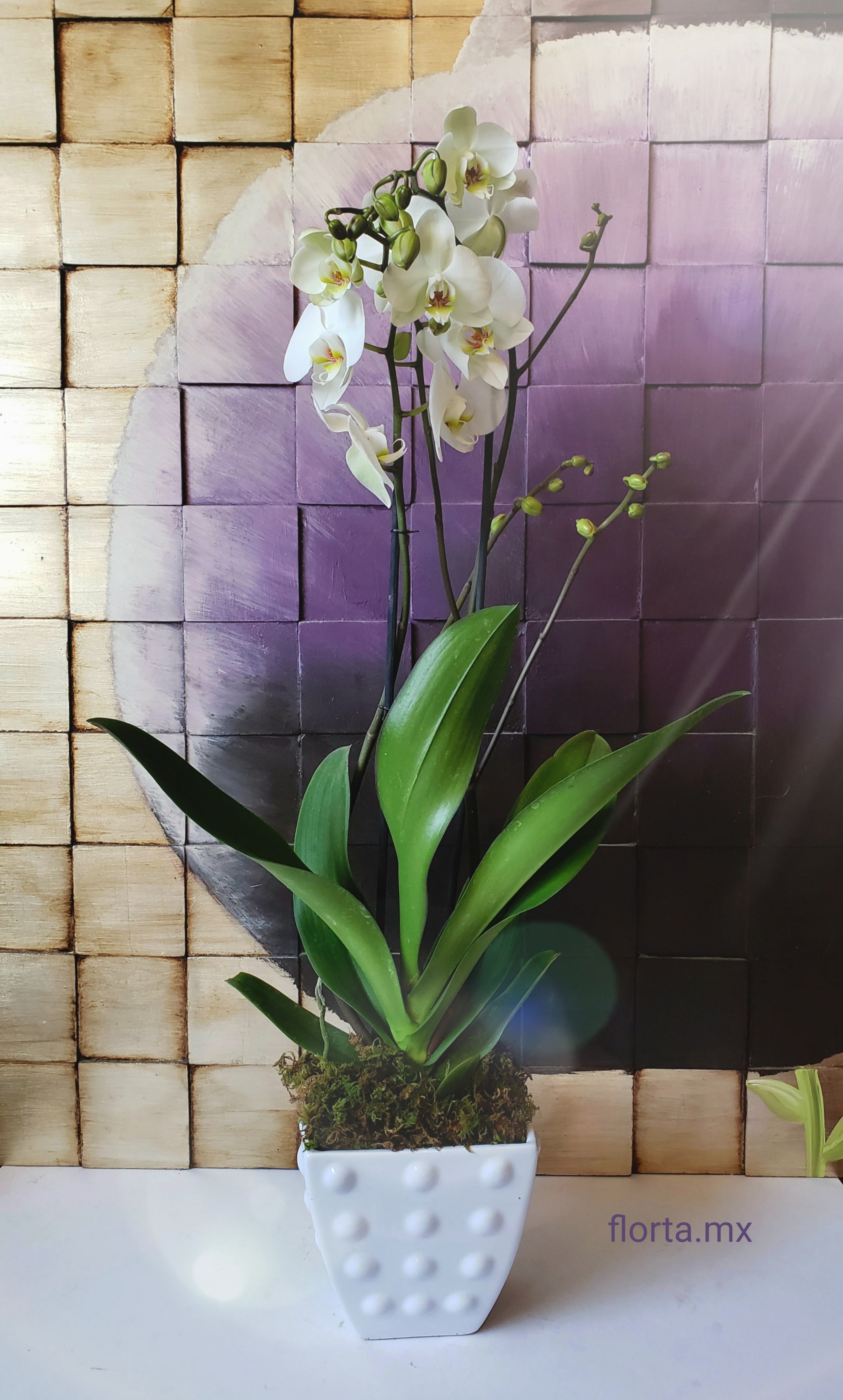 Orquídea Blanca – 
