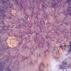 Satori Minayia // Icaro CD