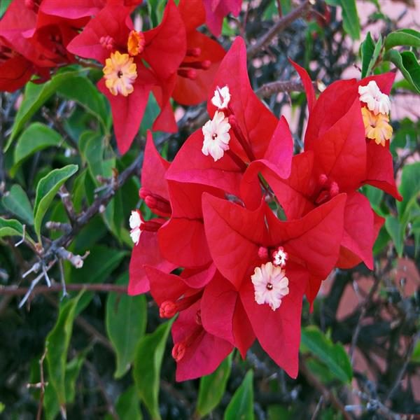 Bougainvillea (Red) - Plant – Plant Nursery Online