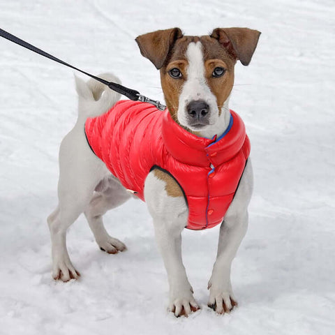 dog-winter-coat-dog-puffer-jacket-reversible-winter-coat-for-dog-wonderly_