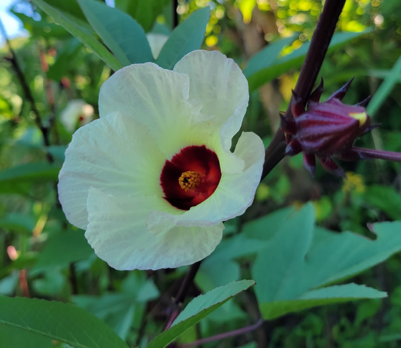 3 Plantas de Flor de Jamaica – Cultivos Borinquen