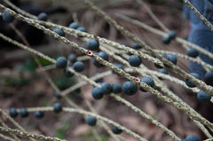 baie d'açai amazonie