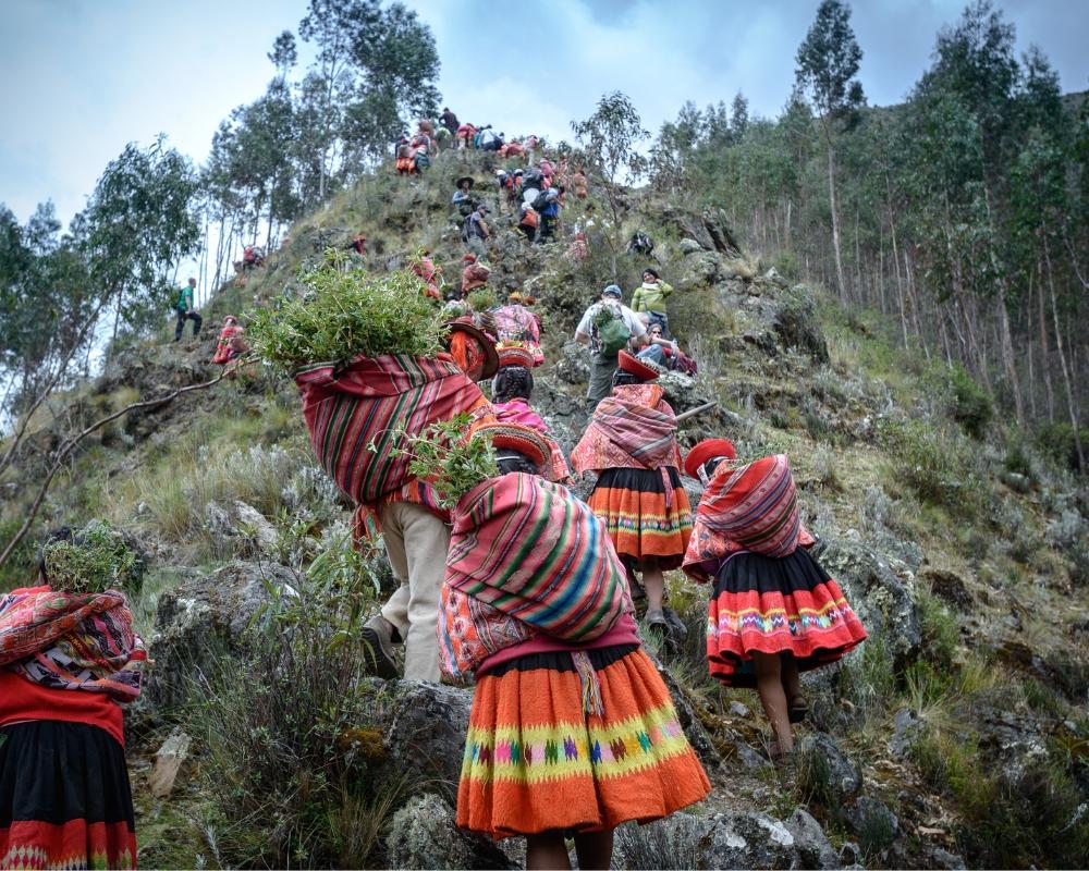 Andes planting trees