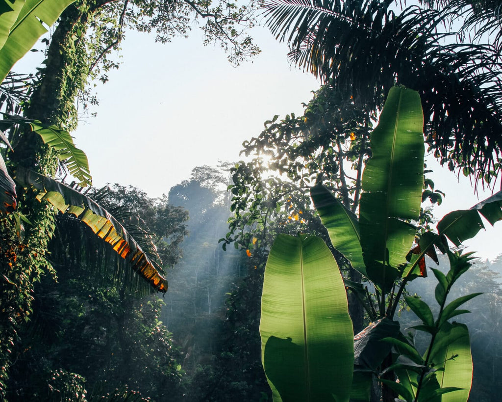 amazon rainforest from the ground looking towards the sky 