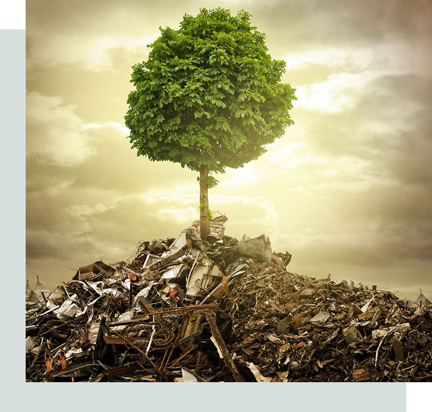 A green tree on the top of a heap of garbage.