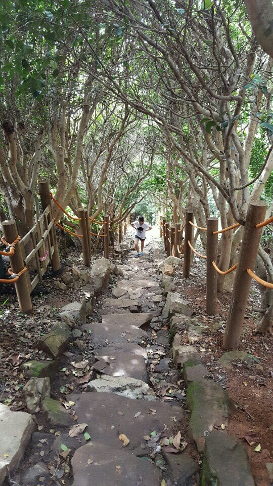 Forêt de Geoje 