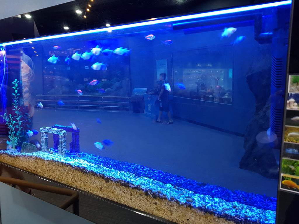 Aquarium du musée de poisson et bateau à Geoje