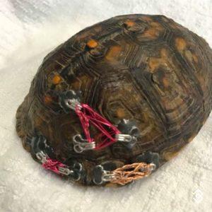 Save Turtles By Donating Your Old Bras - How Donation Bra Clasps