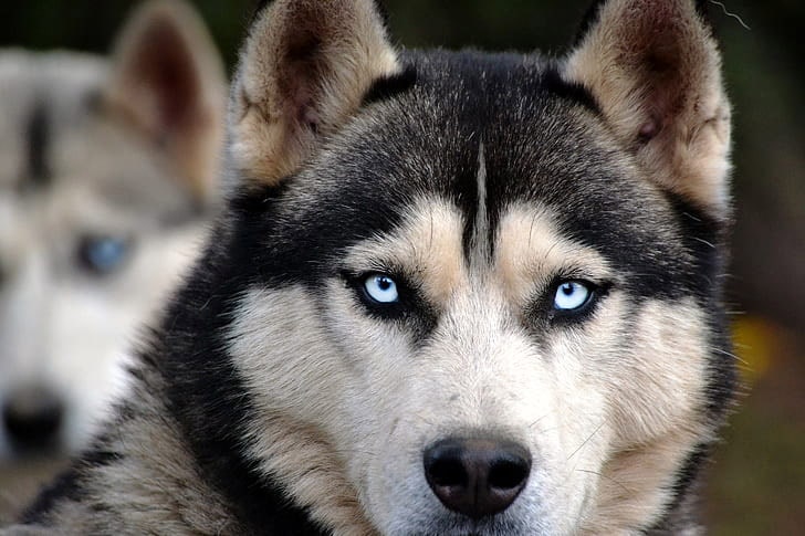 Les yeux du husky - Guide des couleurs - Husky Academy