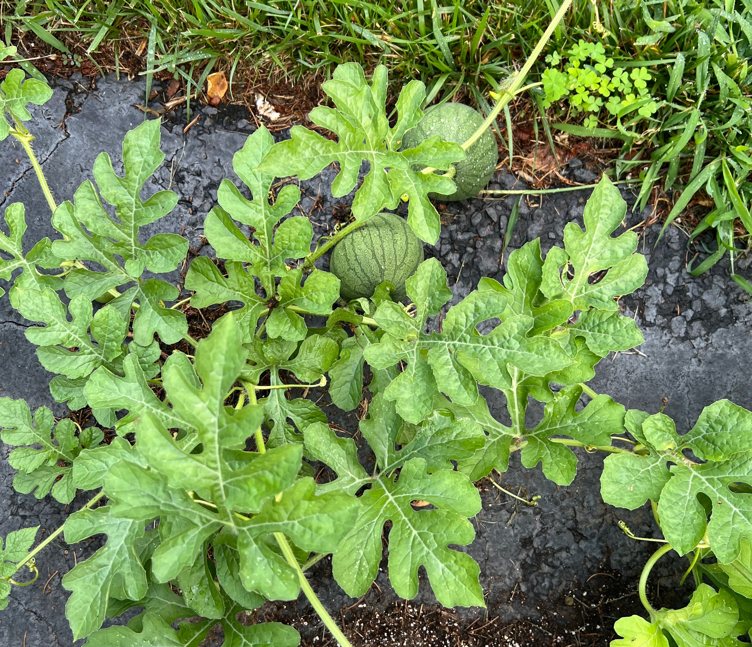 Small watermelon patch at Lily's house