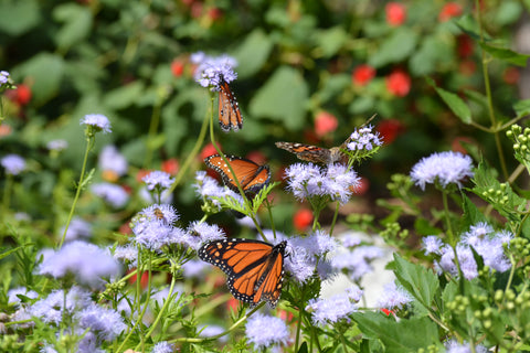 Butterflies on Gregg's Mistflower