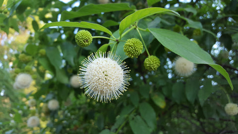 Buttonbush