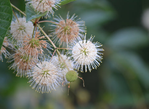 Buttonbush