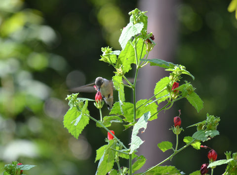 Hummingbird on Turk's Cap