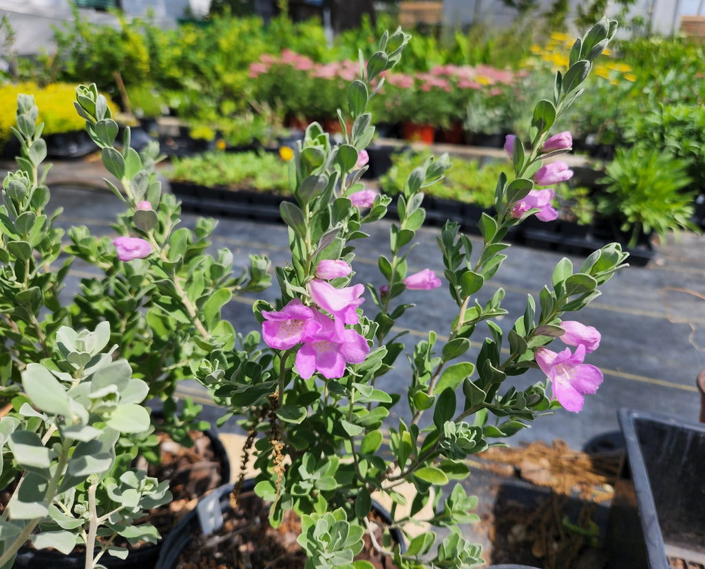 Leucophyllum frutescens 'Rain Cloud