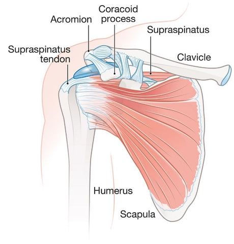 Shoulder Anatomy