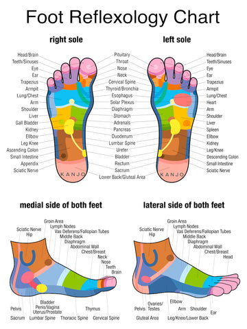 Foot Reflexology Chart