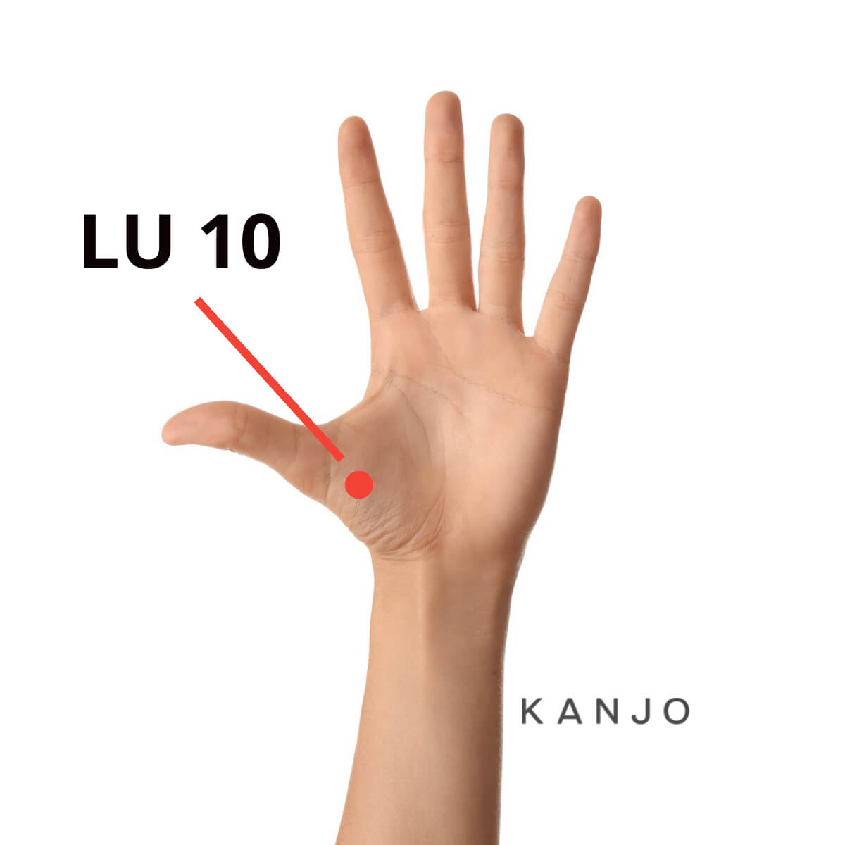 Lung 10 (LU 10) Pressure Point