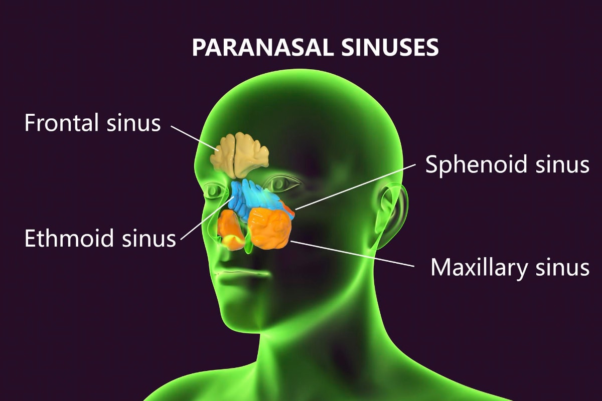 Sinuses Chart