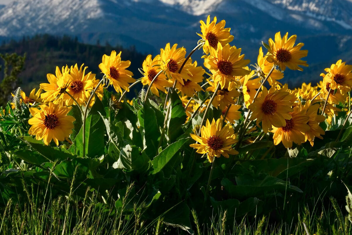 Arnica Plants Growing in the Moutains