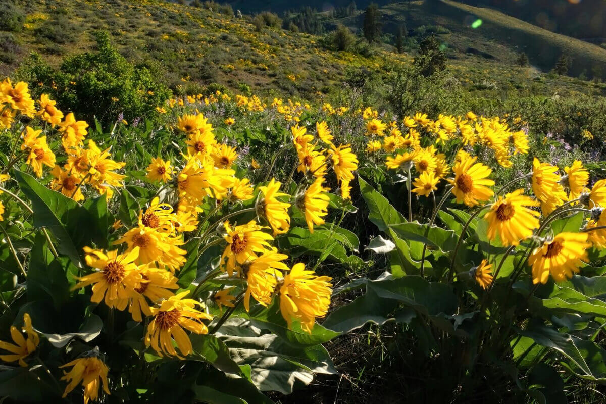 Arnica Flower