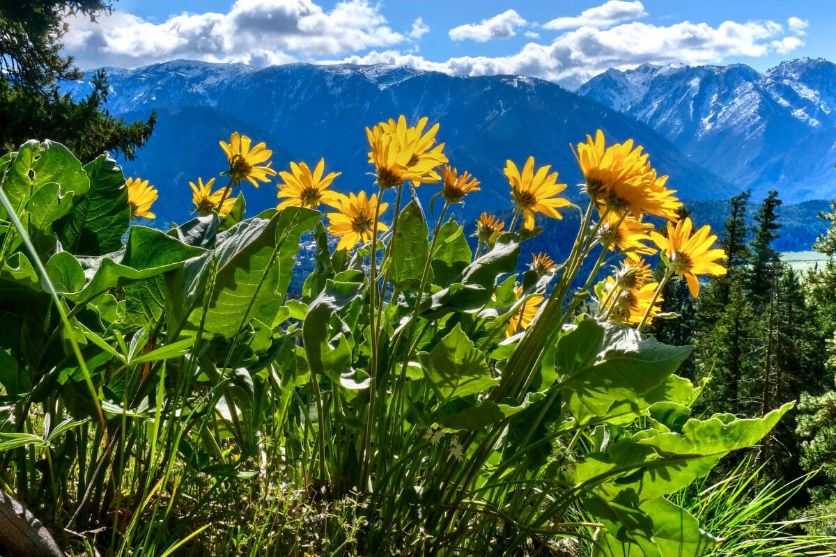 Arnica Flowers Growing