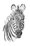 Led Wandbild Bleistiftzeichnung Zebra Hochformat Crop