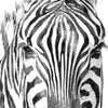Led Wandbild Bleistiftzeichnung Zebra Hochformat Zoom
