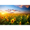 Xxl Wandbild Leuchtend Gelbe Sonnenblumen Am Abend Querformat Motivvorschau