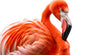 Xxl Wandbild Rosa Flamingo Querformat Crop