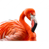 Xxl Wandbild Rosa Flamingo Querformat Motivvorschau
