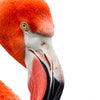 Xxl Wandbild Rosa Flamingo Querformat Zoom