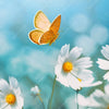 Xxl Wandbild Sommerwiese Mit Schmetterlingen Quadrat Zoom