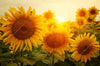 Xxl Wandbild Sonnenblumen Im Abendlicht Panorama Crop