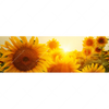 Xxl Wandbild Sonnenblumen Im Abendlicht Panorama Motivvorschau