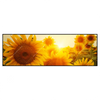 Xxl Wandbild Sonnenblumen Im Abendlicht Panorama Produktvorschau Frontal