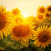 Xxl Wandbild Sonnenblumen Im Abendlicht Quadrat Motivvorschau