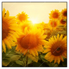 Xxl Wandbild Sonnenblumen Im Abendlicht Quadrat Produktvorschau Frontal