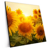 Xxl Wandbild Sonnenblumen Im Abendlicht Quadrat Produktvorschau Seitlich